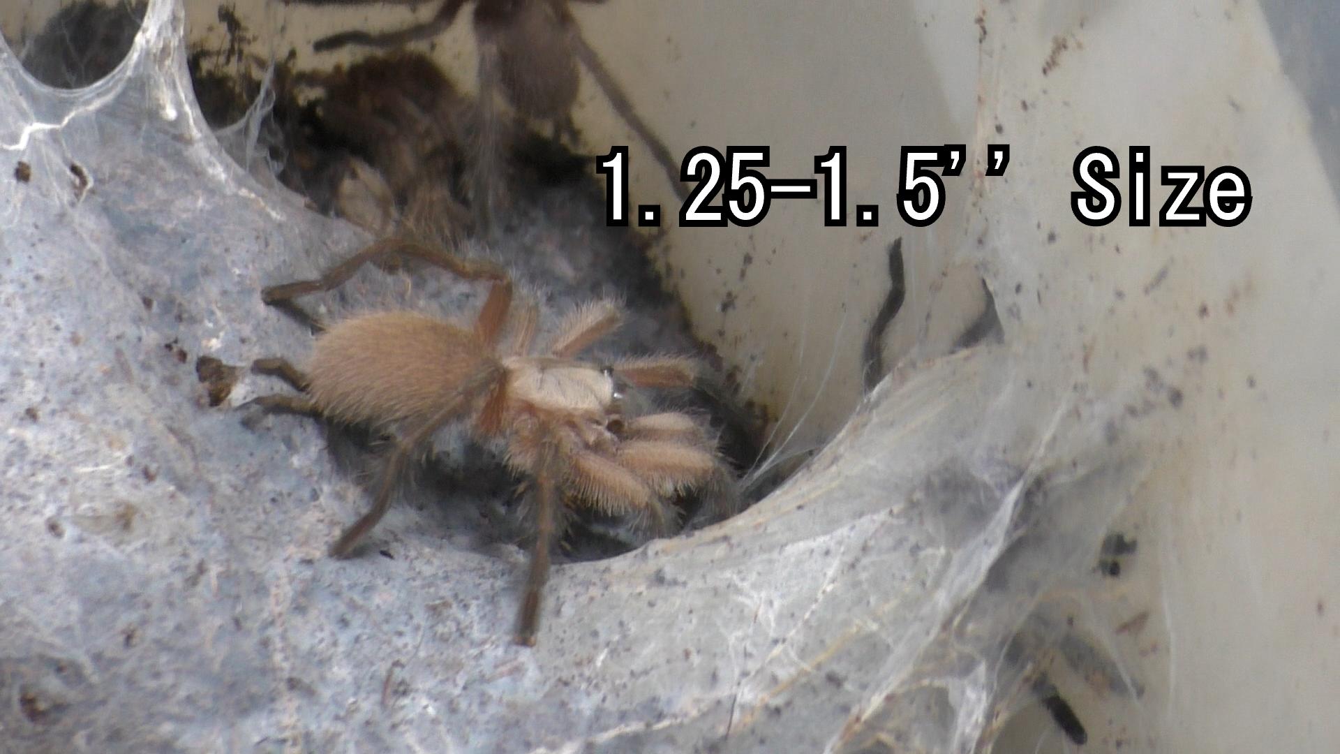 Monocentropus balfouri | Socotra Island Blue Leg Baboon Tarantula 3/4''-2''