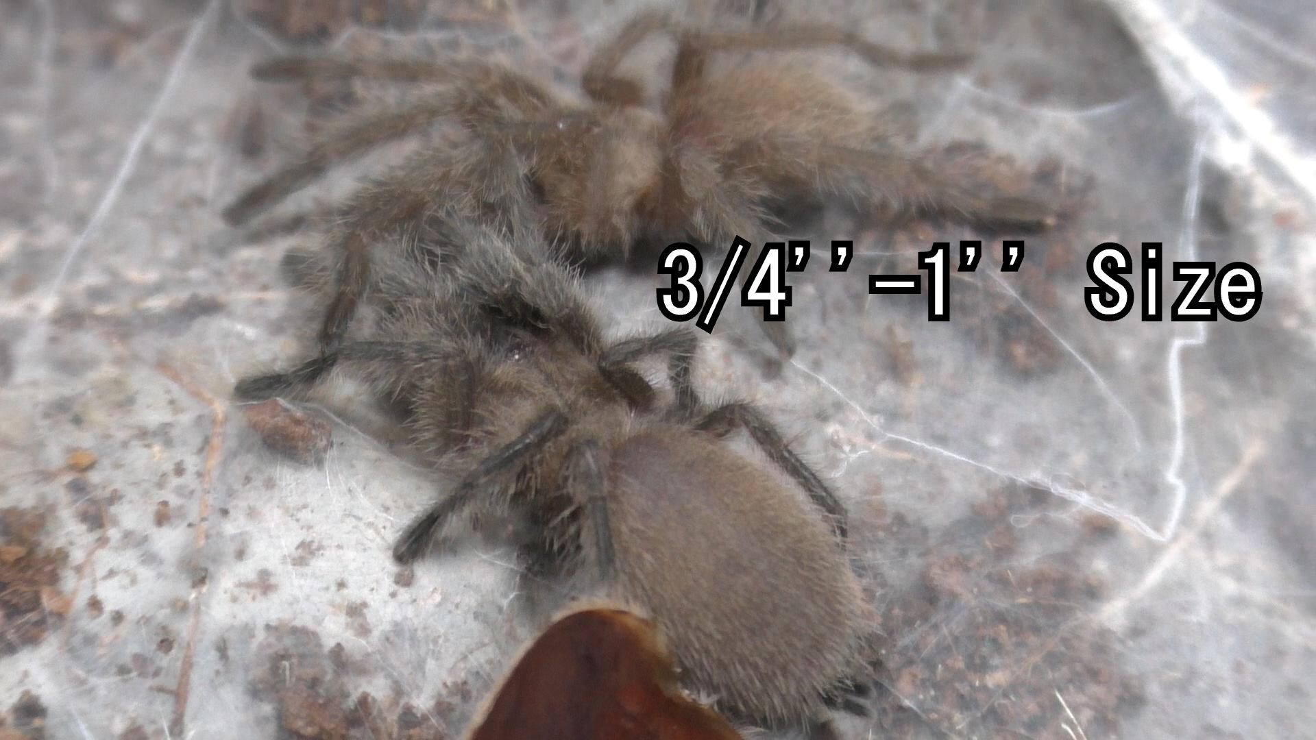 Monocentropus balfouri | Socotra Island Blue Leg Baboon Tarantula 3/4''-2''