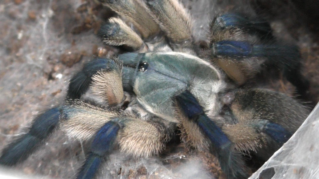 Monocentropus balfouri | Socotra Island Blue Leg Baboon Tarantula 3/4''-2''