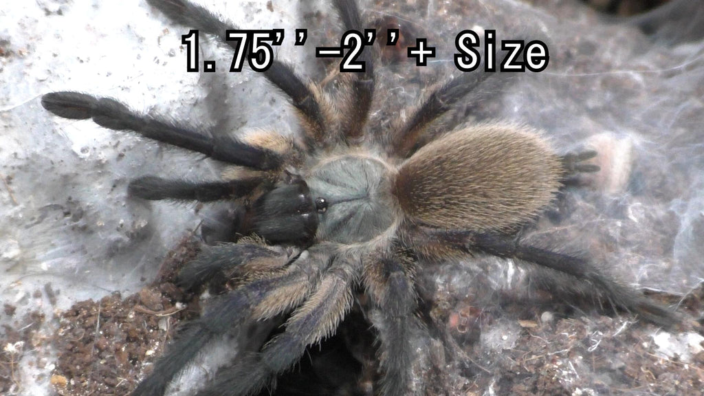 Monocentropus balfouri | Socotra Island Blue Leg Baboon Tarantula 3/4''-2''