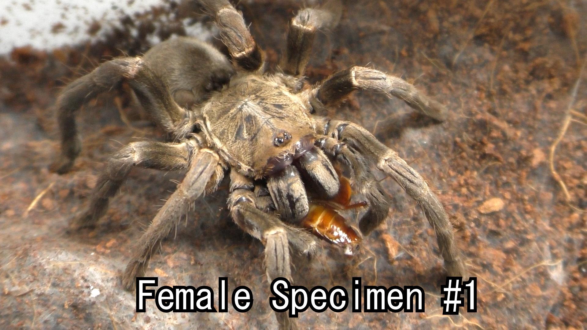 Ornithoctoninae sp. "Veronica Dwarf" Sub-Adult Females