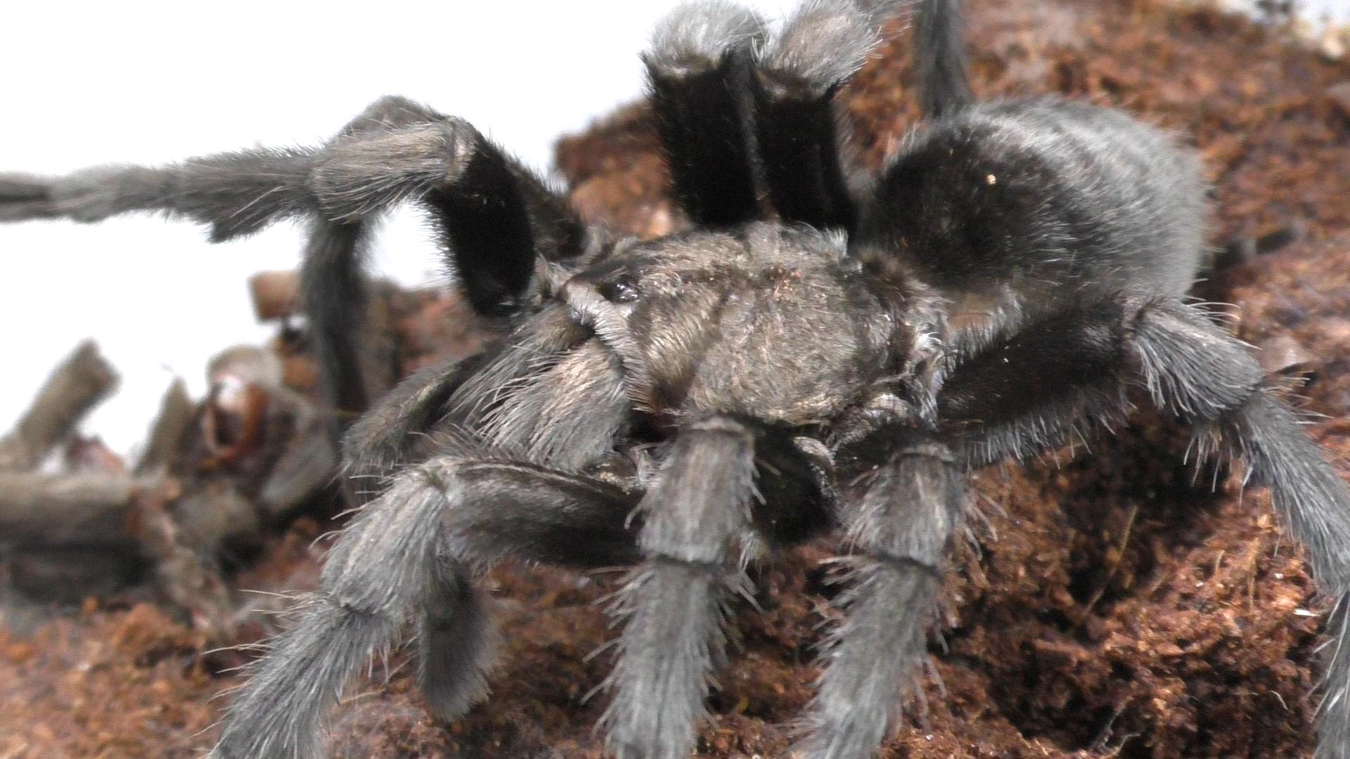 Grammostola pulchra Mature Male | Brazilian Black Tarantula (Breeding Only)
