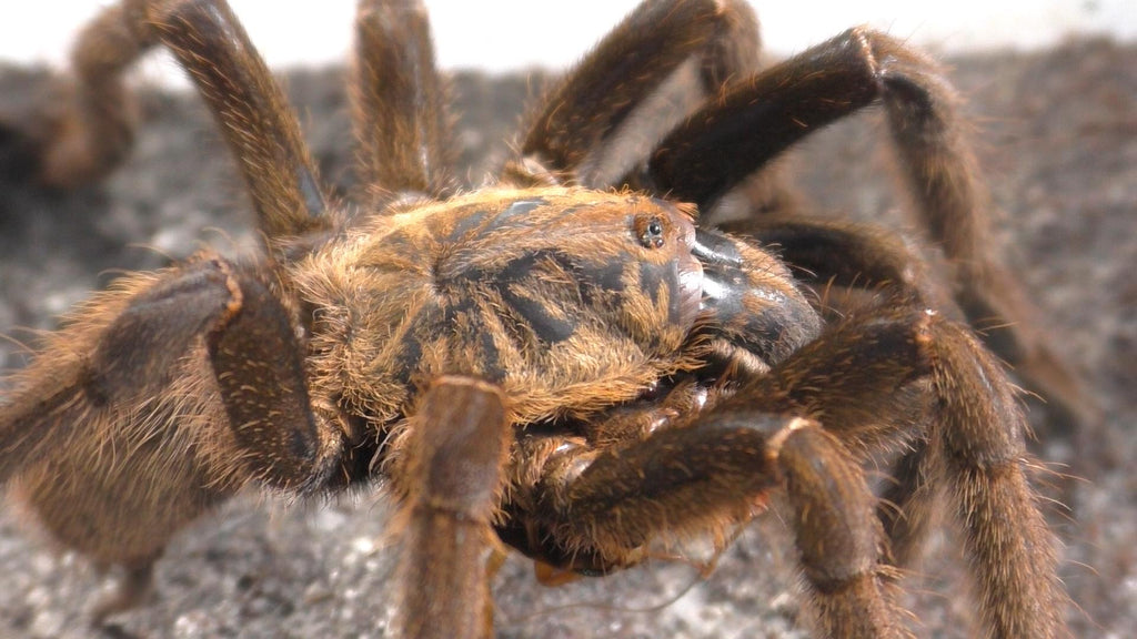 Cyriopagopus sp. "Lam Dong" | Lam Dong Earth Tiger Sub-Adult Females