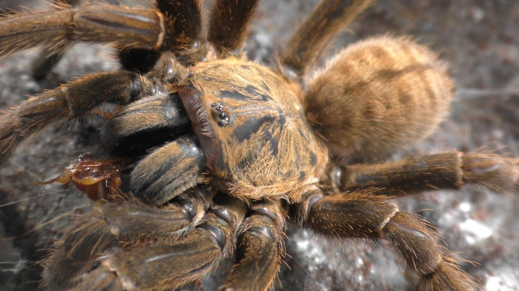 Cyriopagopus sp. "Lam Dong" | Lam Dong Earth Tiger Sub-Adult Females