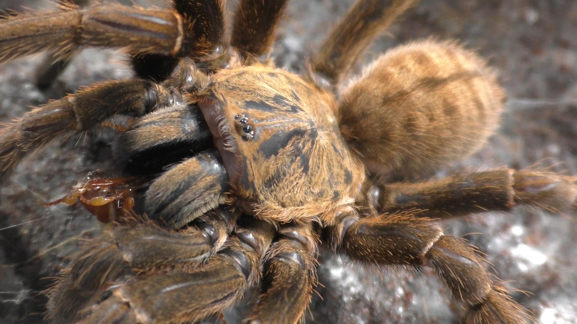 Cyriopagopus sp. "Lam Dong" | Lam Dong Earth Tiger Sub-Adult Females
