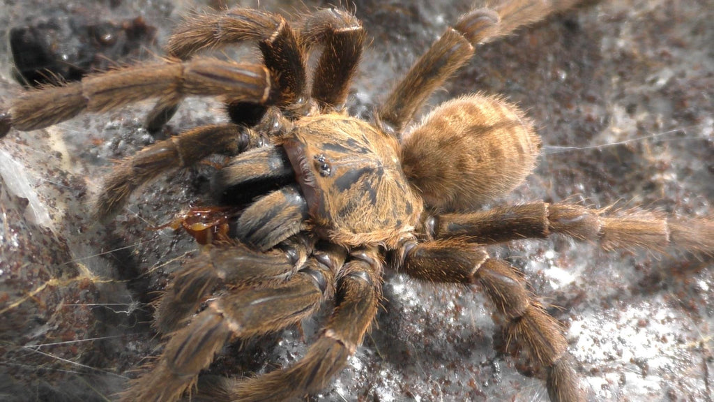 Cyriopagopus sp. "Lam Dong" | Lam Dong Earth Tiger Sub-Adult Females