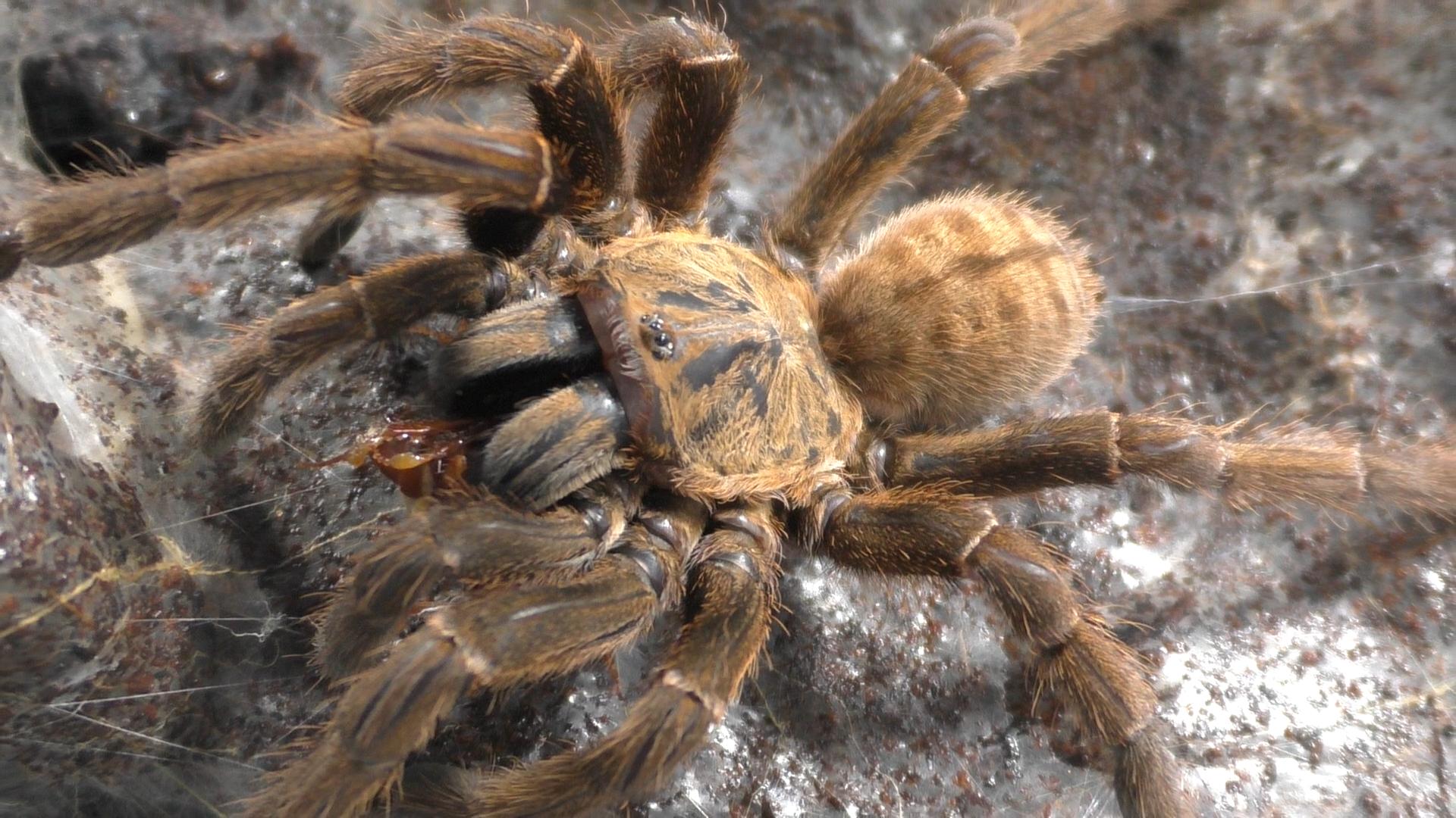 Cyriopagopus sp. "Lam Dong" | Lam Dong Earth Tiger Sub-Adult Females