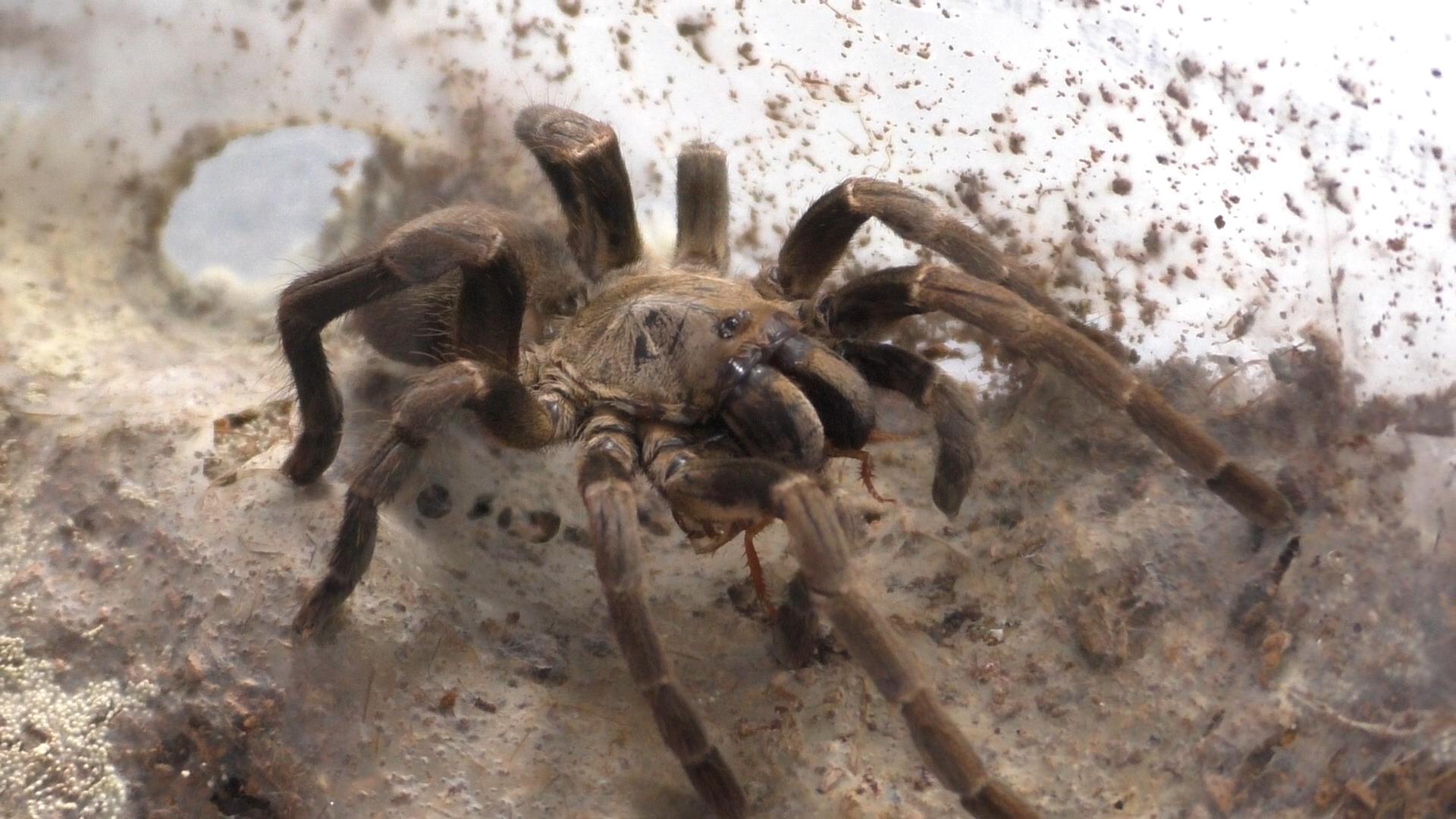 Ornithoctoninae sp. "Long Na"  2''-3'' Females
