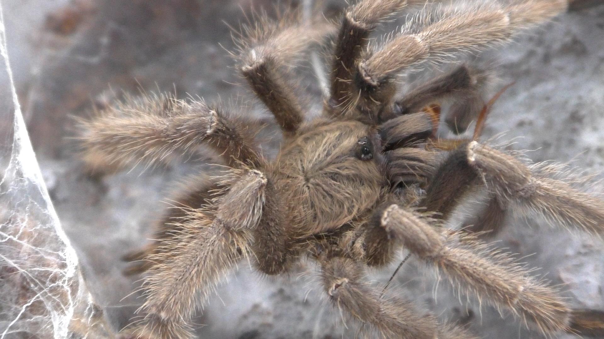 Phormingochilus hatihati | Purple Earth Tiger / Sulawesi Violet Tarantula Mature Male